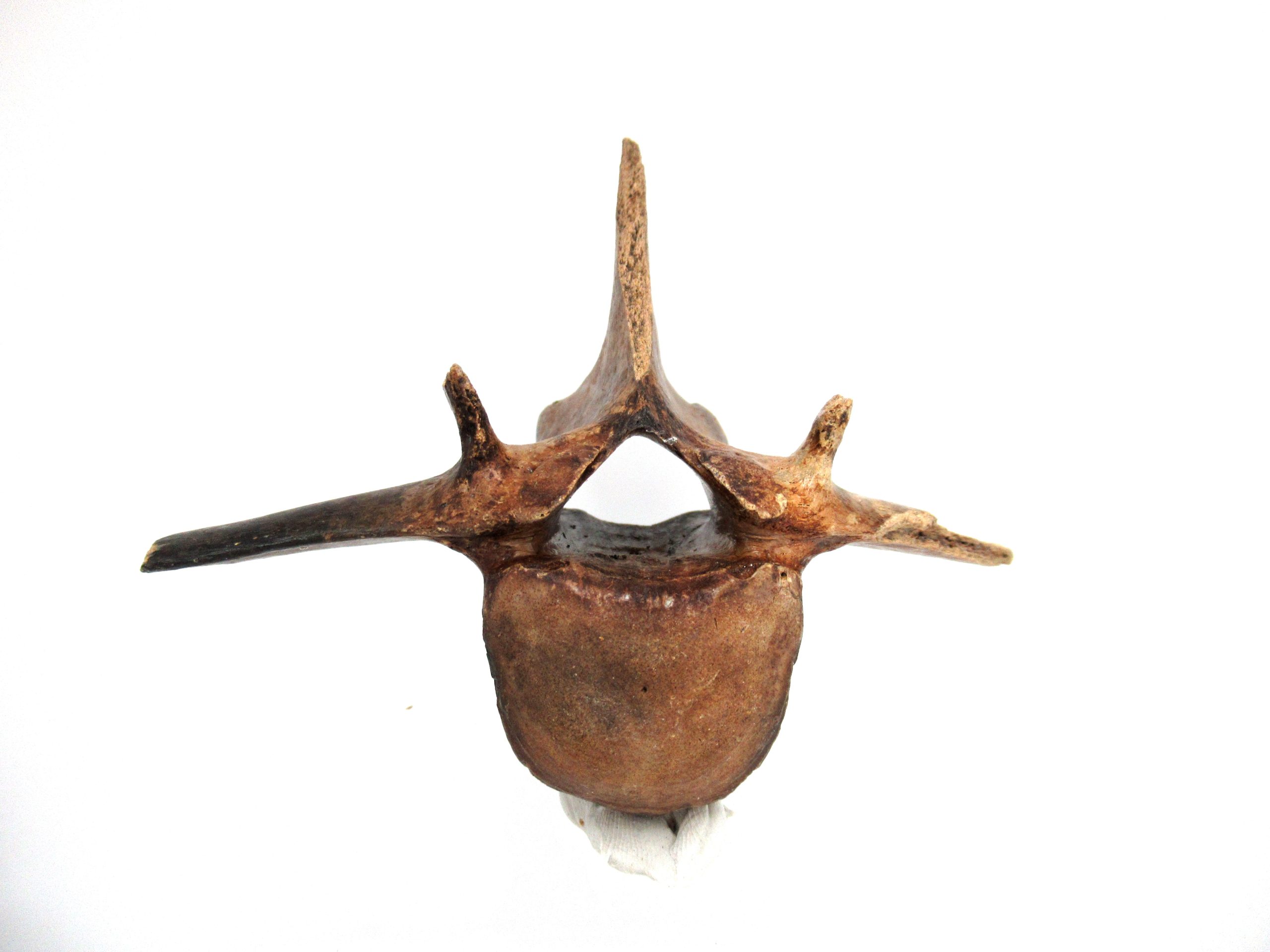 Florida-Ice-Age-Tapir-Vertebrae-4-scaled-1.jpg | Fossils for Sale