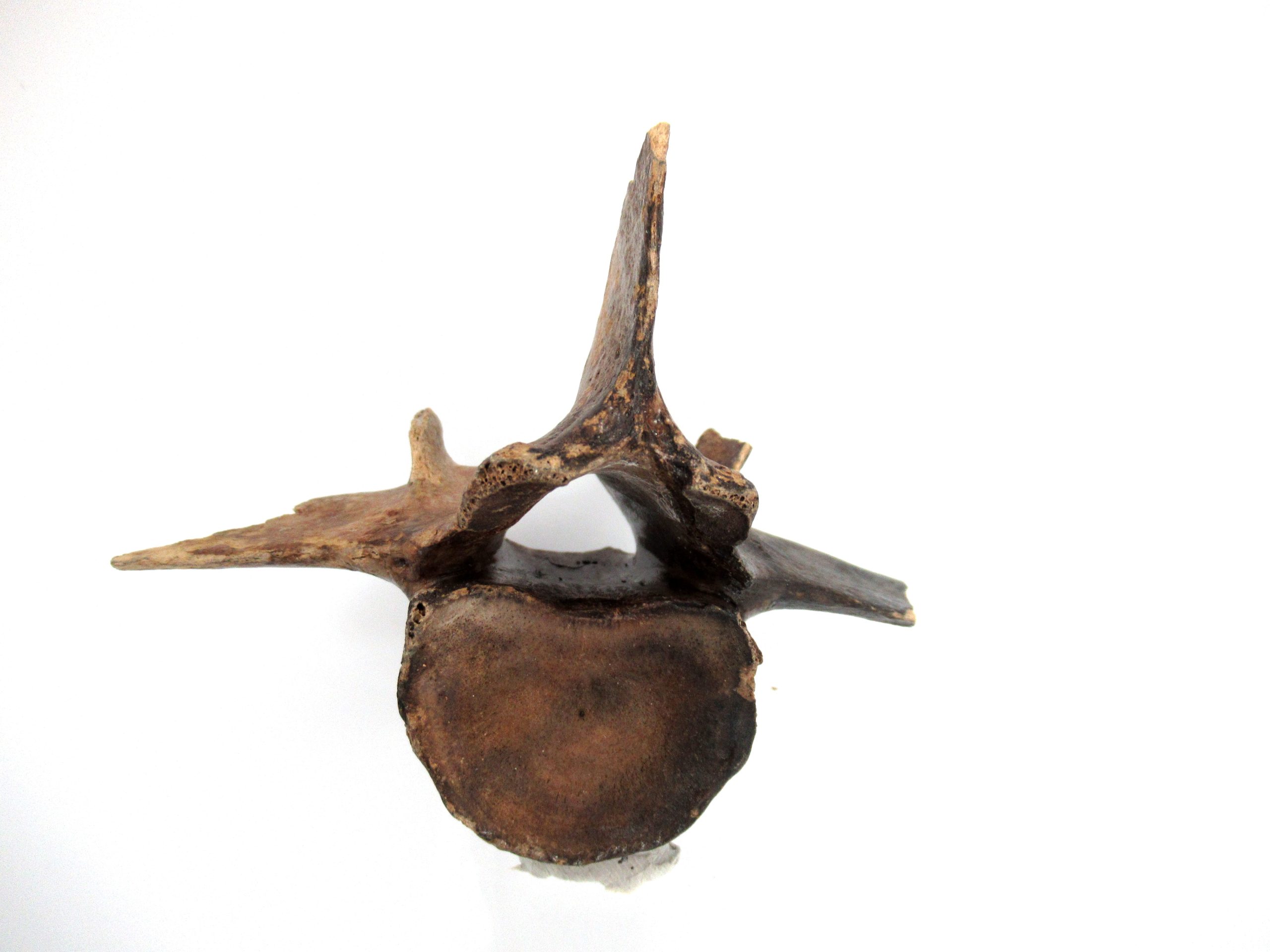 Florida-Ice-Age-Tapir-Vertebrae-4b-scaled-1.jpg | Fossils for Sale