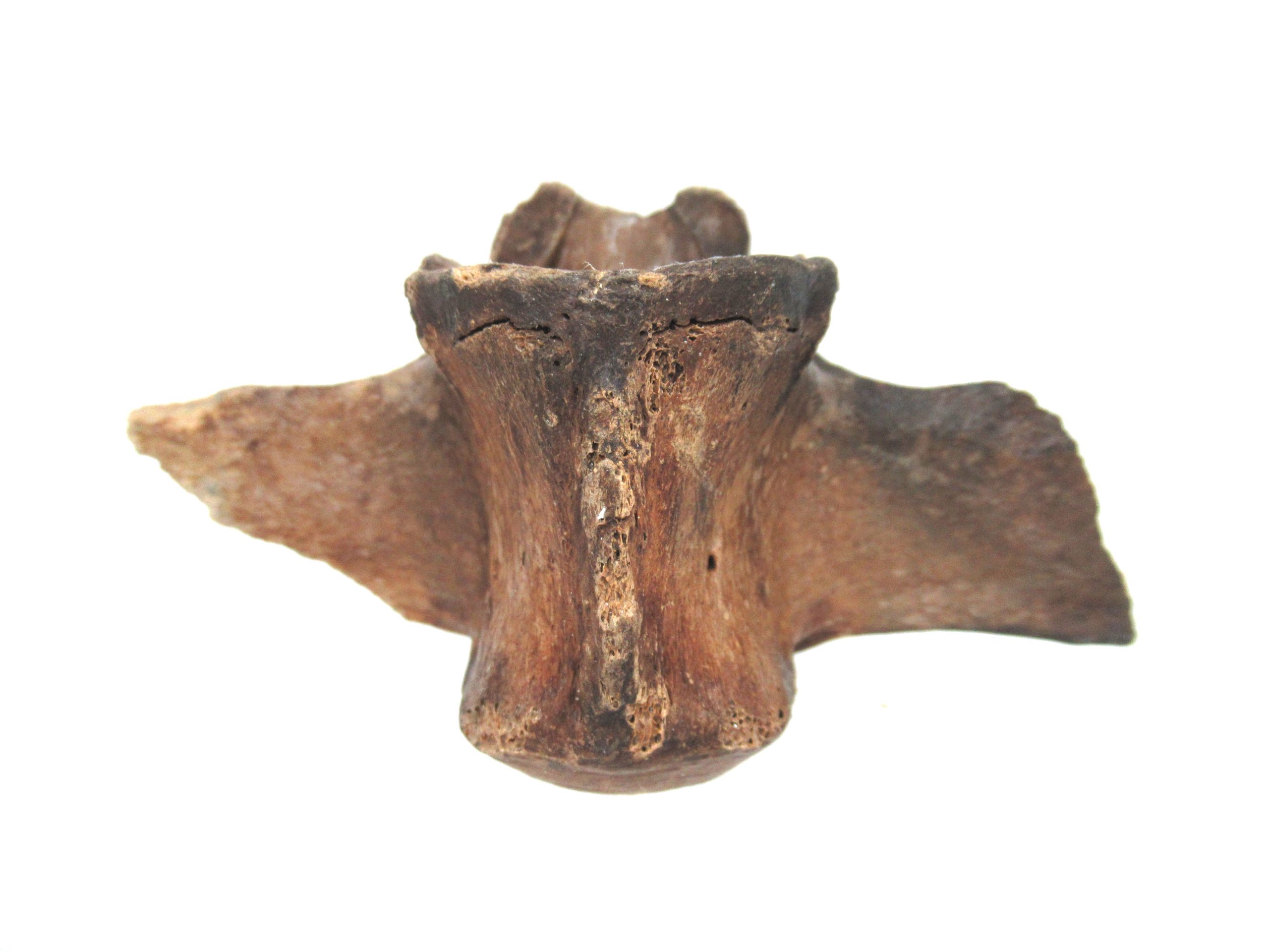 Florida-Ice-Age-Tapir-Vertebrae-4d-scaled-1.jpg | Fossils for Sale