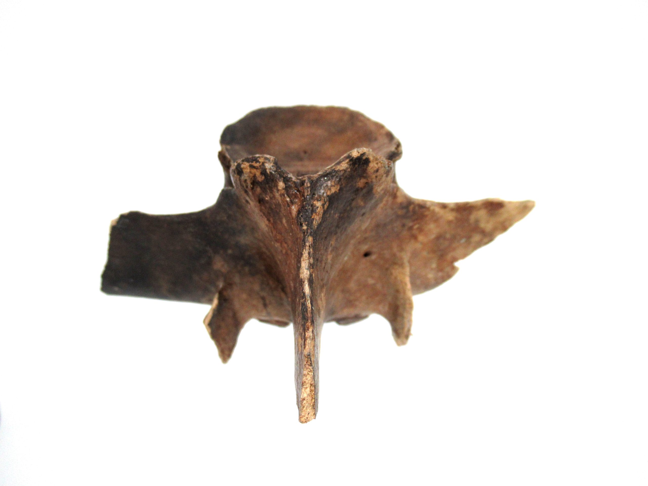 Florida-Ice-Age-Tapir-Vertebrae-4e-scaled-1.jpg | Fossils for Sale