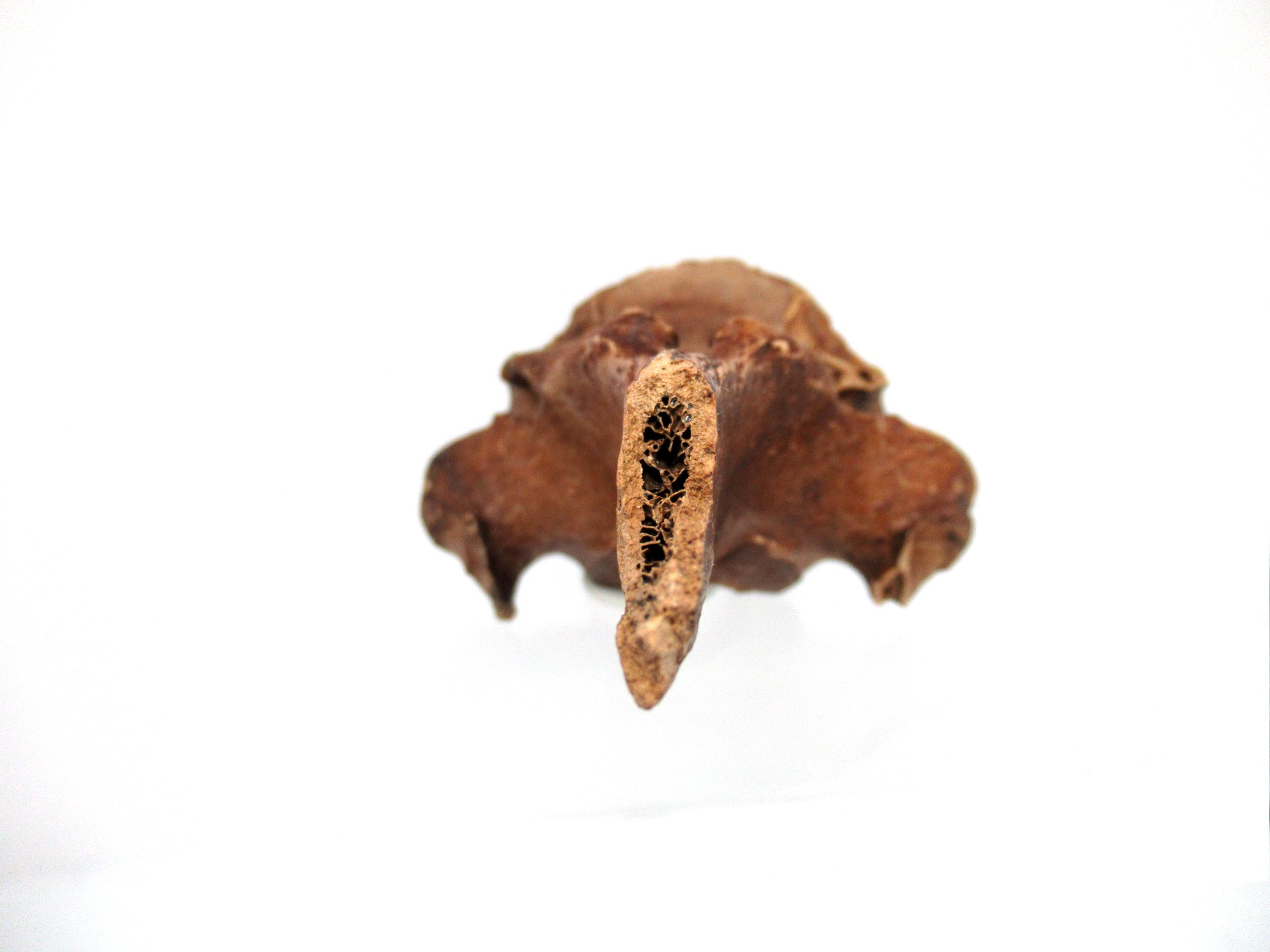 Florida-Ice-Age-Tapir-Vertebrae-5e-scaled-1.jpg | Fossils for Sale