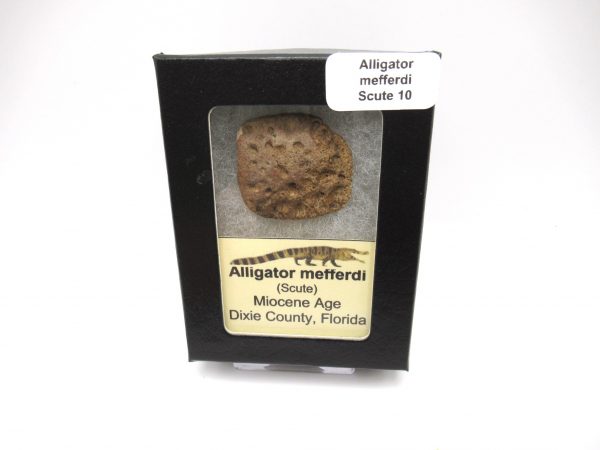 Genuine Miocene Age Fossil Alligator Mefferdi Scute for Sale from Florida #10b