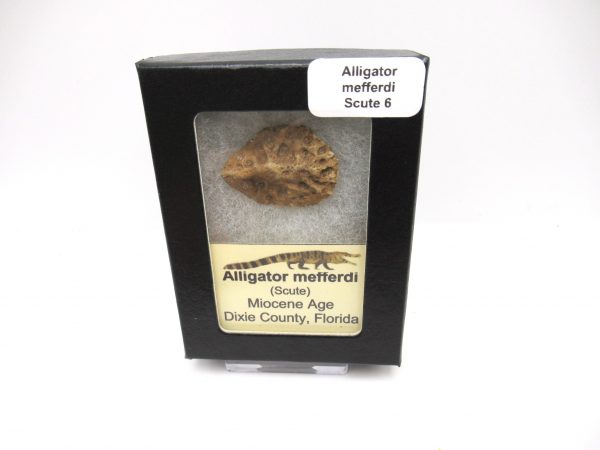 Genuine Miocene Age Fossil Alligator Mefferdi Scute for Sale from Florida #6b