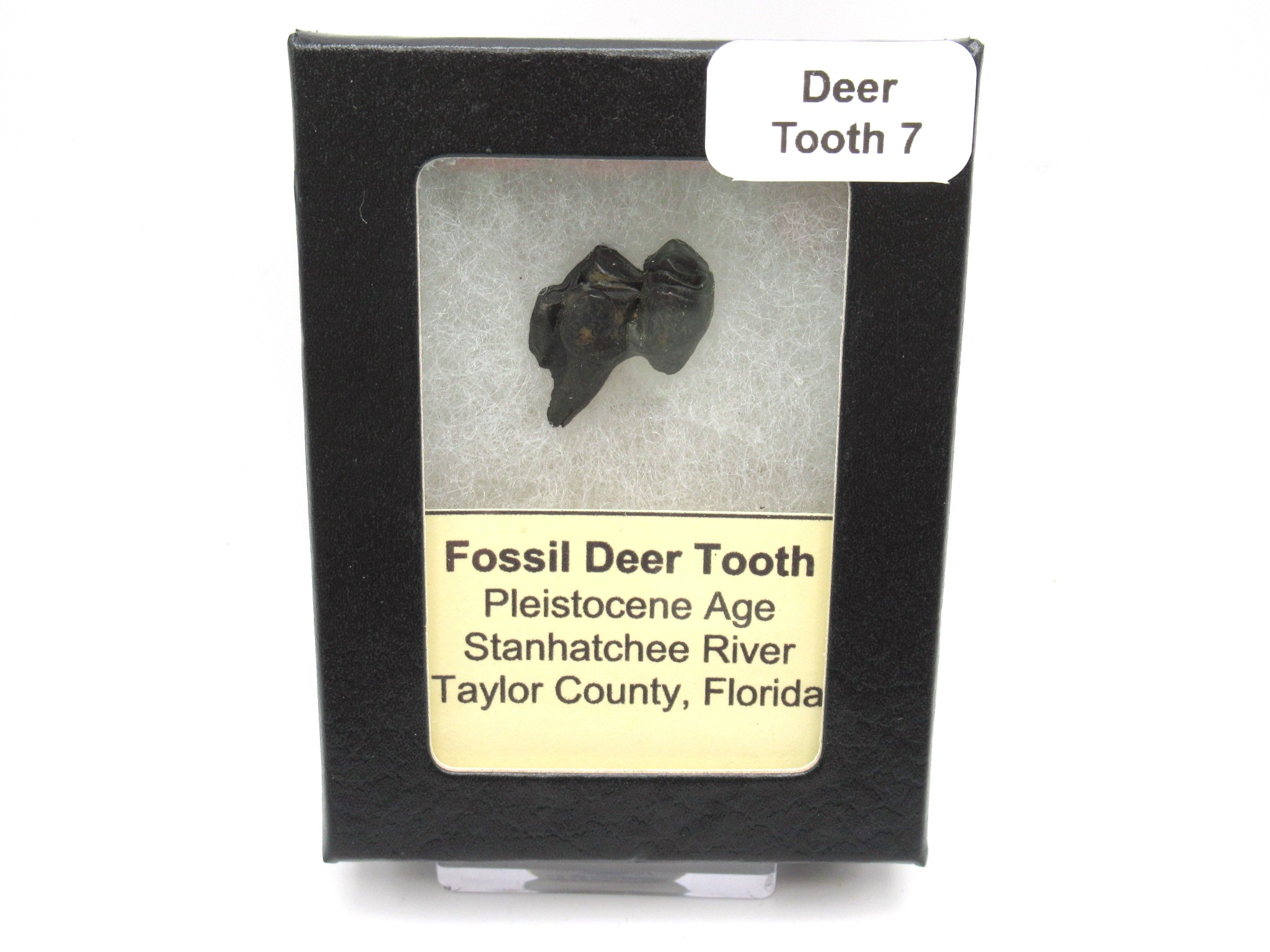 Florida-Pleistocene-Age-Deer-Tooth-7c-1.jpg | Fossils for Sale Genuine Pleistocene Age Deer Tooth from Florida for Sale #7c