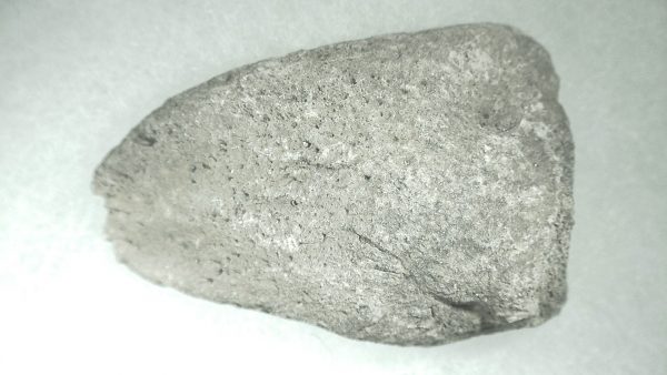 Pleistocene Giant Tortoise Spur #5 - Image 4