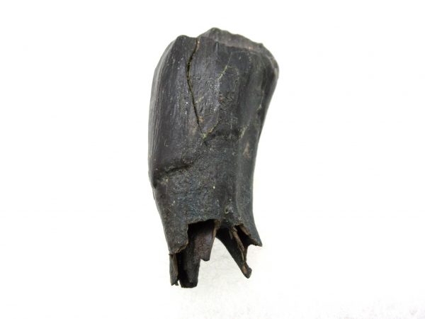 Hemiauchenia Camel Tooth #7 - Image 2