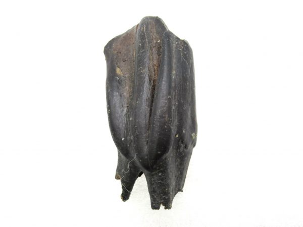 Hemiauchenia Camel Tooth #7 - Image 4