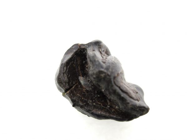 Hemiauchenia Camel Tooth #7 - Image 3