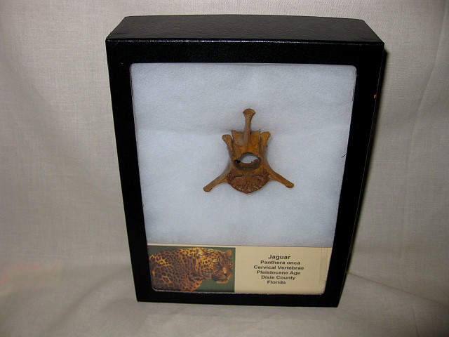 Florida-Pleistocene-Jaguar-Vertebrae-3.jpg | Fossils for Sale
