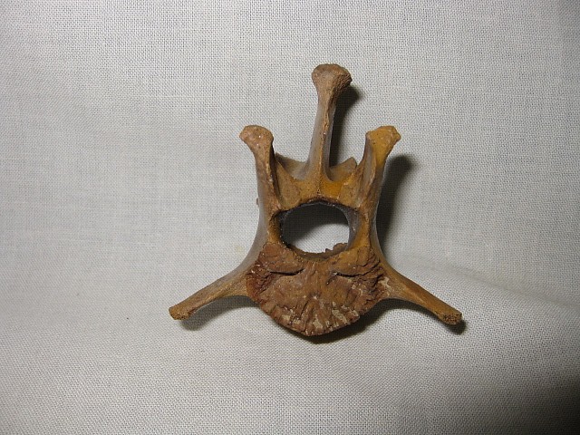 Florida-Pleistocene-Jaguar-Vertebrae-3a.jpg | Fossils for Sale