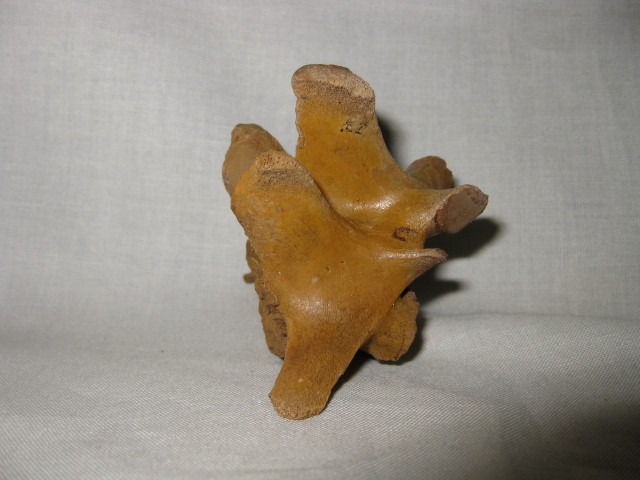 Florida-Pleistocene-Jaguar-Vertebrae-3b.jpg | Fossils for Sale