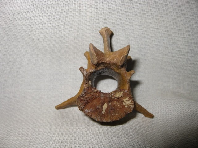 Florida-Pleistocene-Jaguar-Vertebrae-3c.jpg | Fossils for Sale