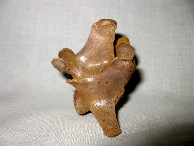 Florida-Pleistocene-Jaguar-Vertebrae-3d.jpg | Fossils for Sale