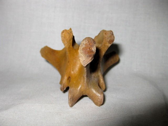 Florida-Pleistocene-Jaguar-Vertebrae-3e.jpg | Fossils for Sale
