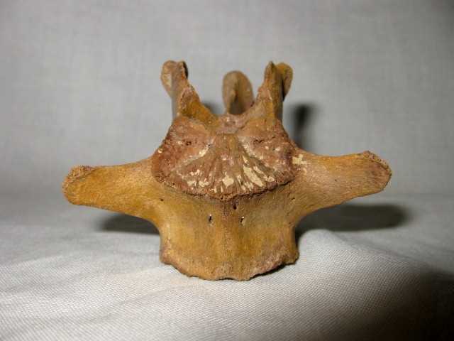 Florida-Pleistocene-Jaguar-Vertebrae-3f.jpg | Fossils for Sale