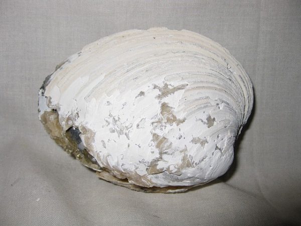 Florida Mercenaria Clam #1 - Image 2