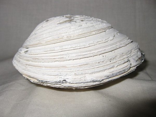 Florida Mercenaria Clam #1 - Image 5