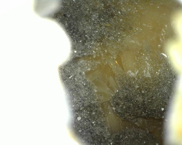 Florida Mercenaria Clam #1 - Image 3