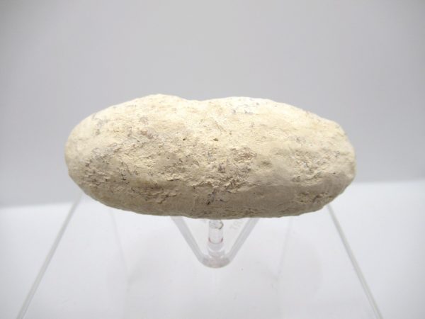 Fossil Crocodile Egg from France #32 - Image 2