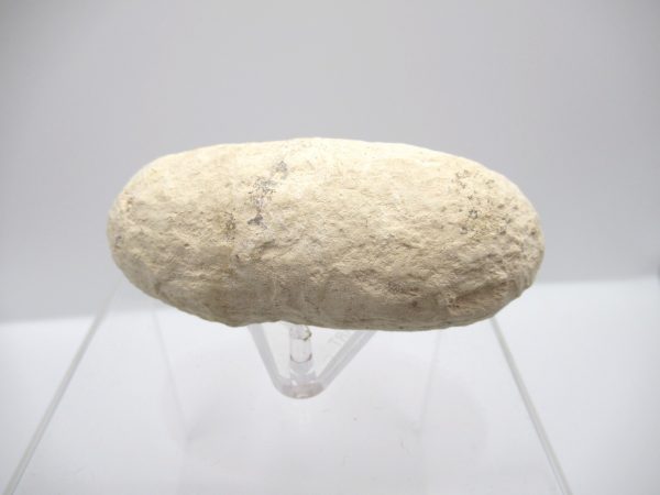 Fossil Crocodile Egg from France #32 - Image 5