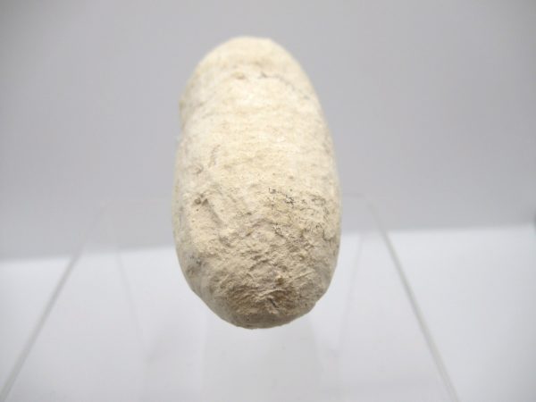 Fossil Crocodile Egg from France #32 - Image 4