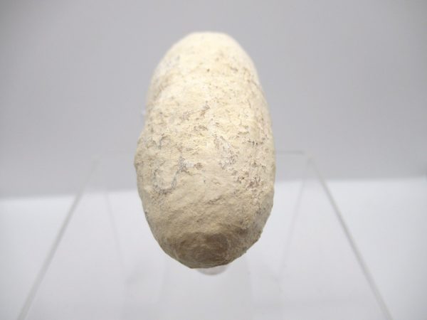Fossil Crocodile Egg from France #32 - Image 3