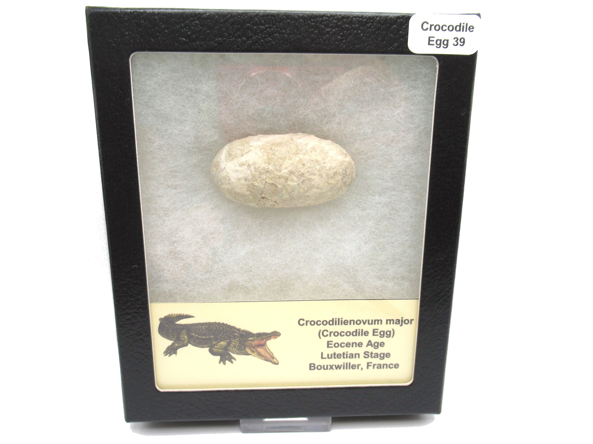 Fossil Crocodile Egg from France #39 | Fossils for Sale