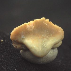 Ginglymostoma  Shark Tooth #1