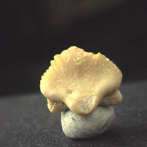 Ginglymostoma  Shark Tooth #10