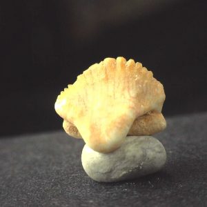 Ginglymostoma  Shark Tooth #11