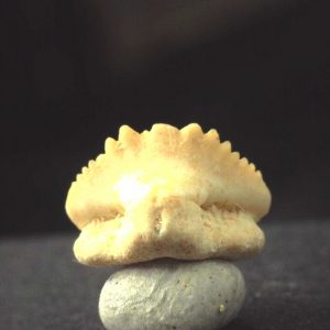 Ginglymostoma  Shark Tooth #12
