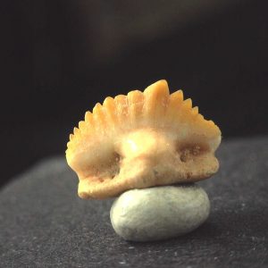 Ginglymostoma  Shark Tooth #13