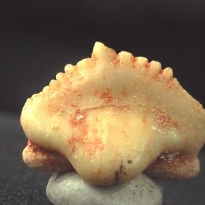 Ginglymostoma  Shark Tooth #2