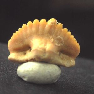 Ginglymostoma  Shark Tooth #3