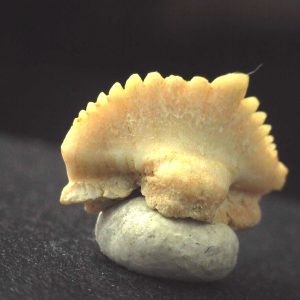 Ginglymostoma  Shark Tooth #4