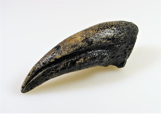 Replica Gorgosaurus Claw Fossils for Sale