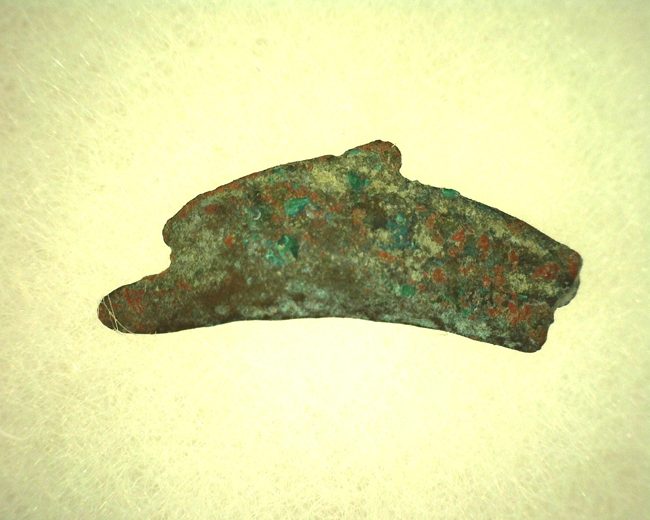 Greek-Leaping-Dolphin-Coin-1b.jpg | Fossils for Sale Genuine 500 – 400 BC in Age Ancient Greek Dolphin Coin From Olbia For Sale #1b