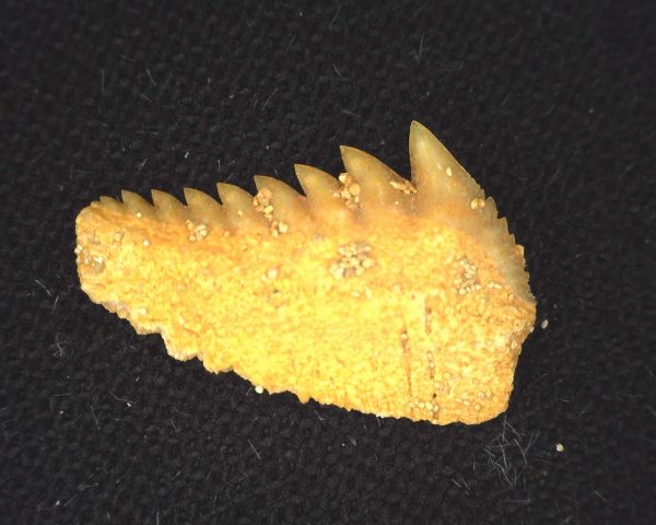 Hexanchus microdon Shark Tooth #2 - Image 2