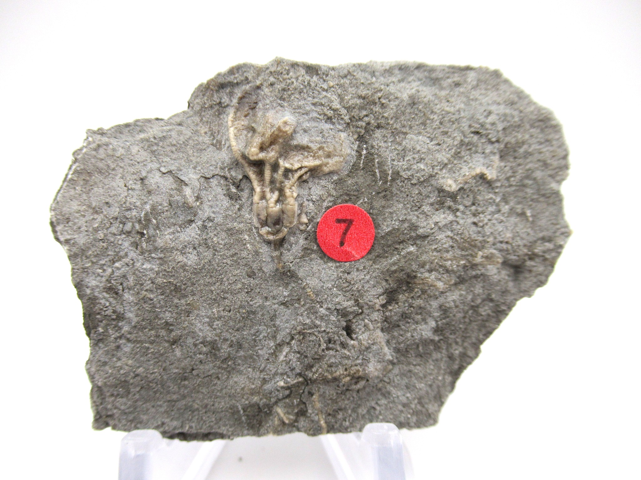 Iowa-Mississippian-Gilmore-City-Crinoid-Plate-75.jpg | Fossils for Sale