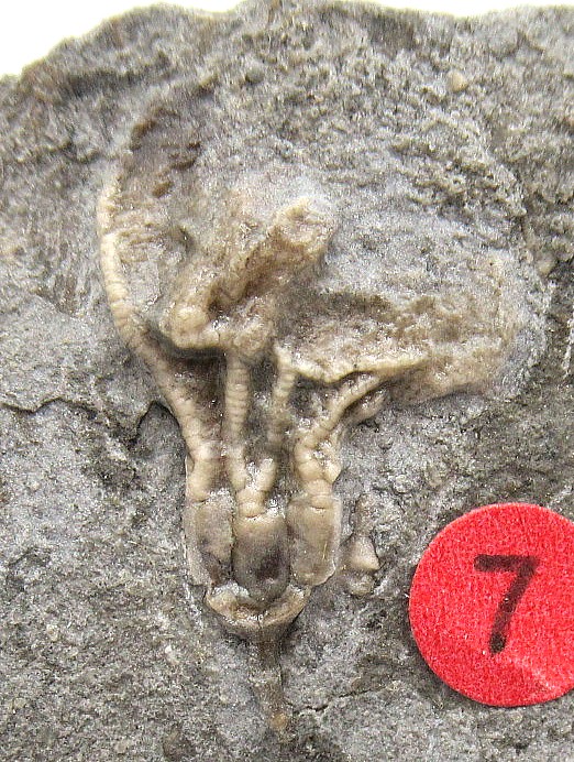 Iowa-Mississippian-Gilmore-City-Crinoid-Plate-75a.jpg | Fossils for Sale