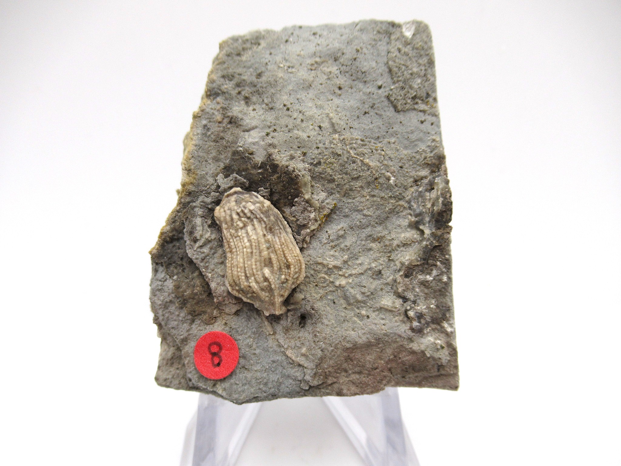 Iowa-Mississippian-Gilmore-City-Crinoid-Plate-76.jpg | Fossils for Sale