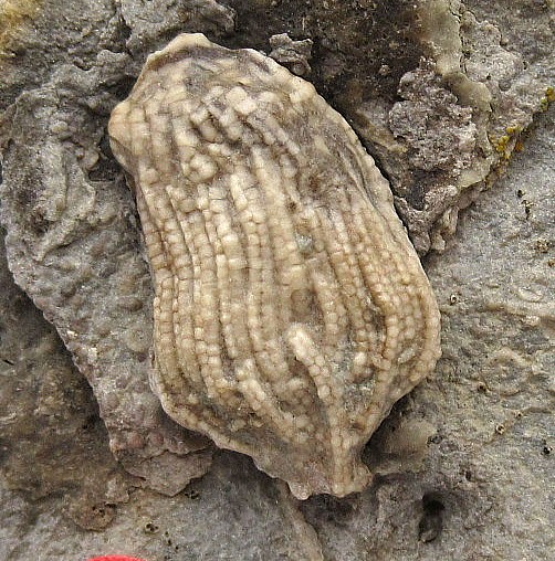 Iowa-Mississippian-Gilmore-City-Crinoid-Plate-76a.jpg | Fossils for Sale
