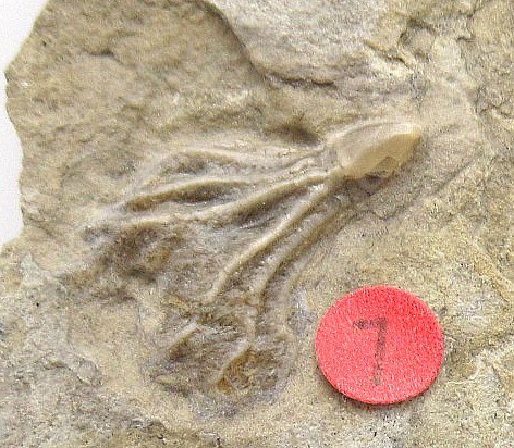 Iowa-Mississippian-Gilmore-City-Crinoid-Plate-80a.jpg | Fossils for Sale