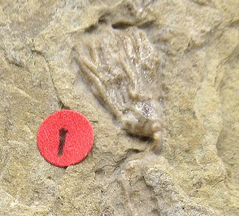 Iowa-Mississippian-Gilmore-City-Crinoid-Plate-80b.jpg | Fossils for Sale