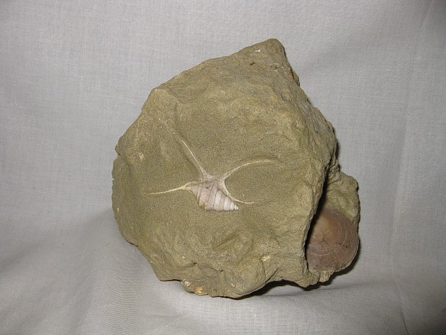 Italian-Pliocene-Aporrhais-Gastropod-2.jpg | Fossils for Sale
