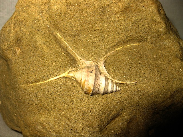 Italian-Pliocene-Aporrhais-Gastropod-2a.jpg | Fossils for Sale