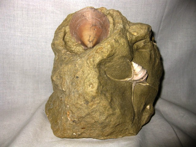 Italian-Pliocene-Aporrhais-Gastropod-2b.jpg | Fossils for Sale