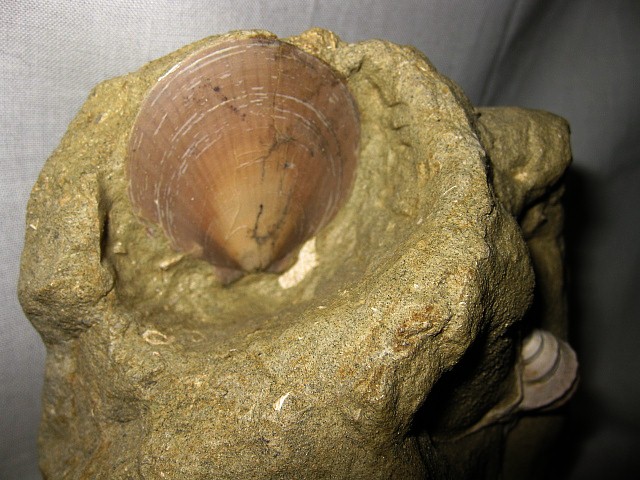 Italian-Pliocene-Aporrhais-Gastropod-2c.jpg | Fossils for Sale