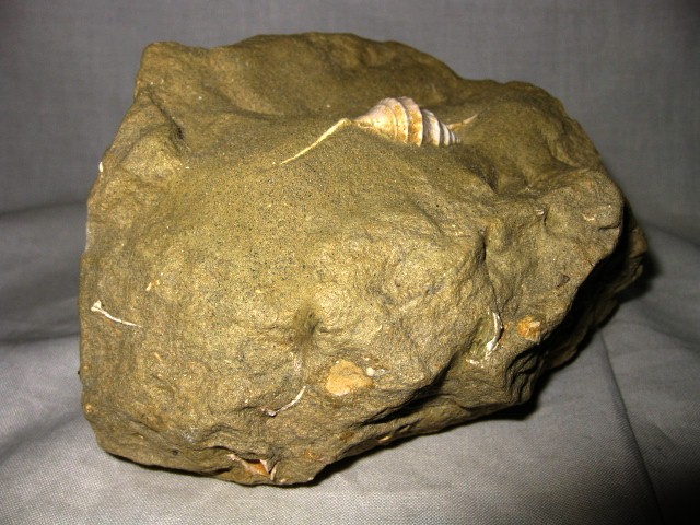 Italian-Pliocene-Aporrhais-Gastropod-2d.jpg | Fossils for Sale