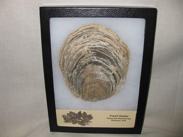 Maryland Fossil Oyster #3 | Fossils for Sale